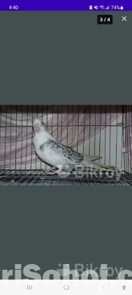 2 male cockatiel
